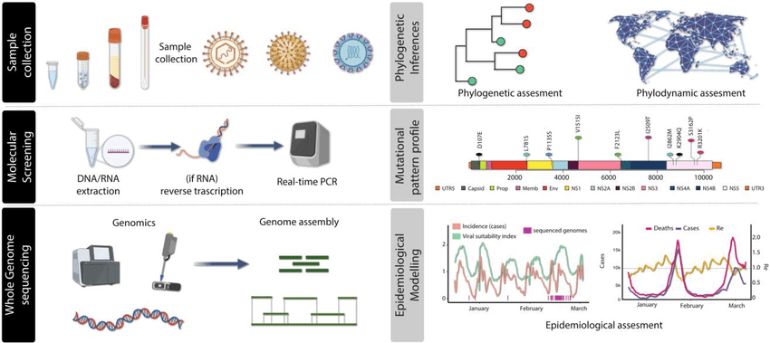 Genomic Surveillance: Methodologies, Infrastructure, and Implications for Public Health and Security